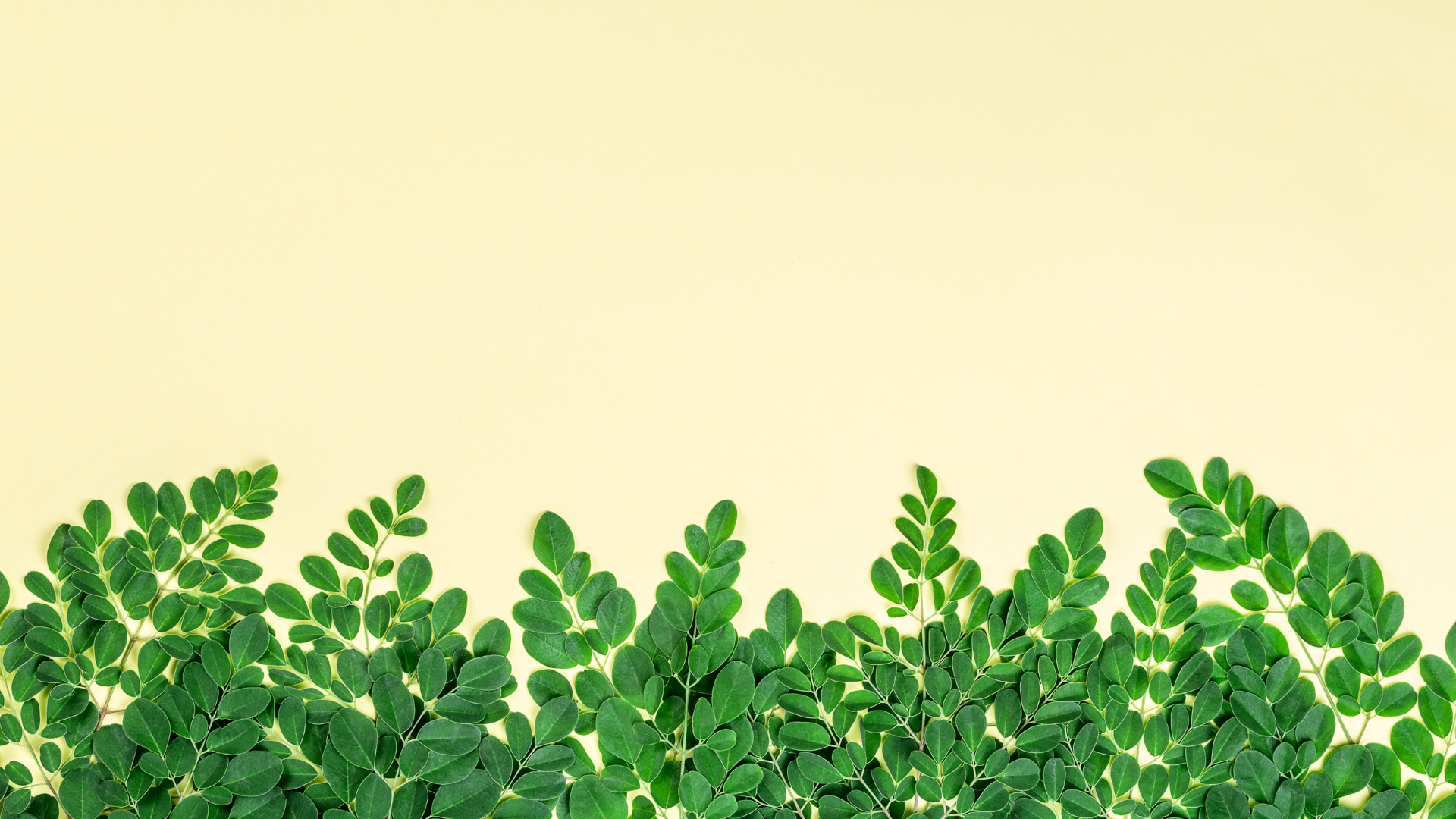 Daily Energy, Immunity & Nutrition Powered by Moringa